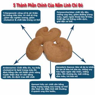Công dụng và cách dùng của nấm linh chi Công dụng và cách dùng của nấm linh chi