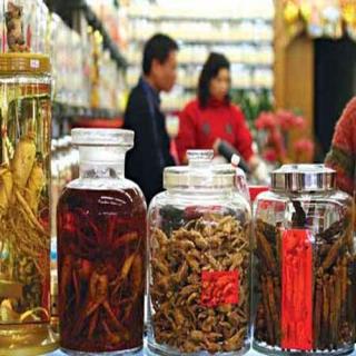 Các nhà thuốc Đông y cần mua Đông trùng hạ thảo làm thuốc nên mua tại cửa hàng Viện Bảo Vệ Thực Vật Việt Nam