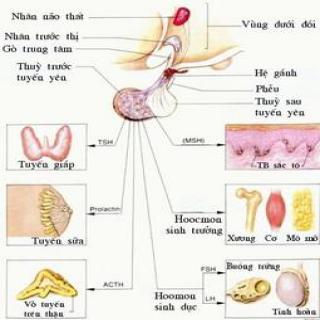 Đông trùng hạ thảo có tác dụng đối với hệ thống nội tiết Đông trùng hạ thảo có tác dụng đối với hệ thống nội tiết