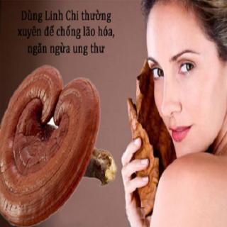 Nấm linh chi chống béo phì