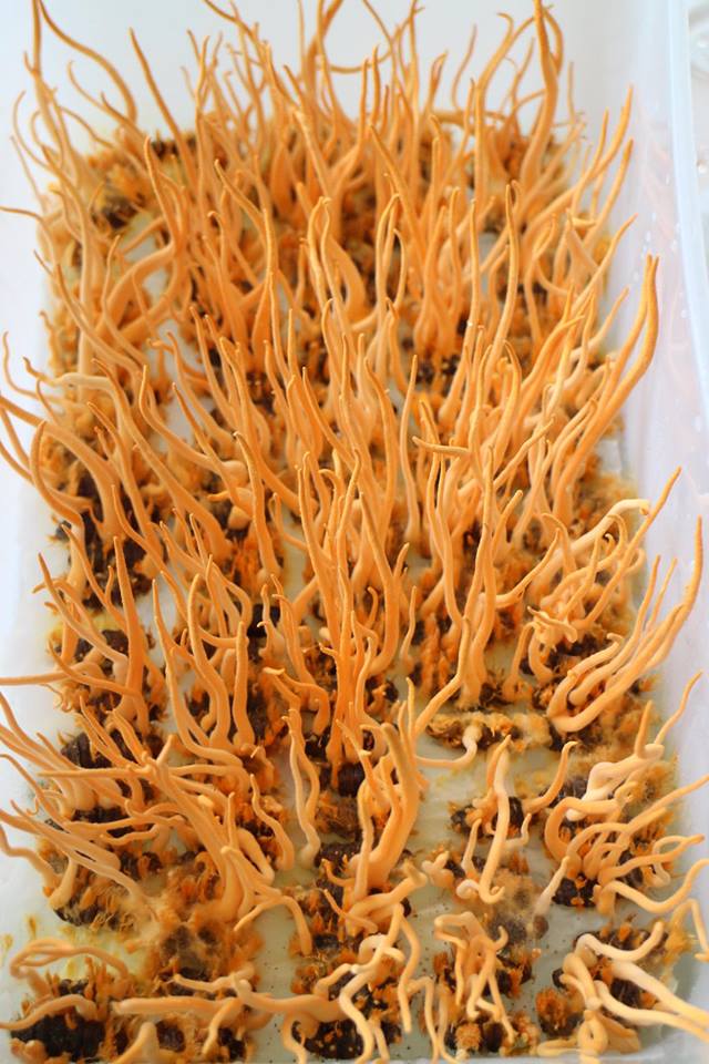 Đông trùng hạ thảo đã được nuôi trồng thành công tại Việt Nam.